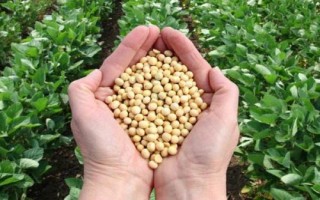 惠农5号大豆品种简介,一般5月上中旬播种