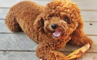 泰迪缺钙的表现，会导致步履蹒跚、四肢不定时抽搐等