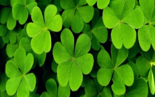 三叶草的寓意，寓意健康、爱情等