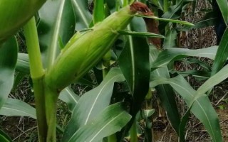 永科5号玉米种子特点，低山3月中下旬播种