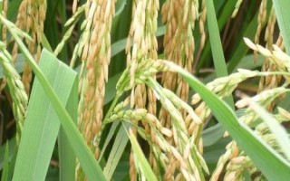 信粳638水稻种子介绍,一般每亩施纯氮20-25千克