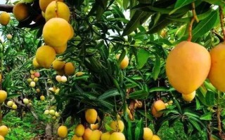 芒果叶疫病的症状，严重时会导致叶片全部枯死掉落