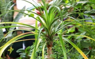 酒瓶兰怎么养殖，下午要让幼苗接受光照