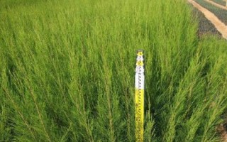 种植麻黄要用什么土壤，砂质壤土、普通壤土均可栽种