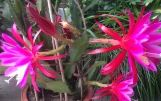 种植令箭荷花的方法,栽植后压实根部周围的土壤