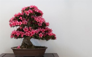 如何养好杜鹃花，生长期需要保持它的光照充足