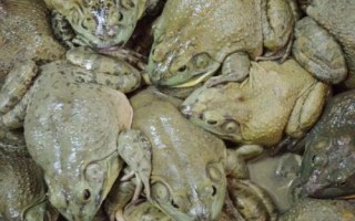 牛蛙的生长过程，为受精卵、蝌蚪、幼蛙到成蛙四个阶段