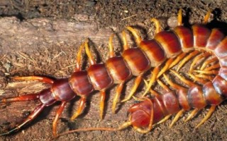 蜈蚣介绍,属于性情凶猛的节肢动物