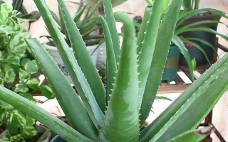 怎么养活没有根的芦荟，先将基部的叶片掰掉几个有利于出根