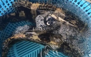 淡水石斑鱼的养殖技术，放养密度根据水流速而决定