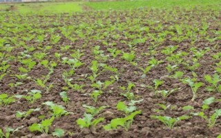 油菜为什么会僵苗，是受到干旱渍害、缺肥、病虫害等因素的影响