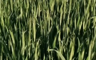 许科718小麦种子介绍，高肥力地块亩播量8～10kg