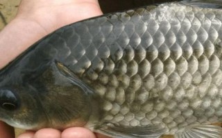 黑鲫鱼的产地,在中国仅见于额尔齐斯河流域