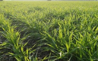 我国种植的主要农作物是什么,有粮食作业和油料作物等