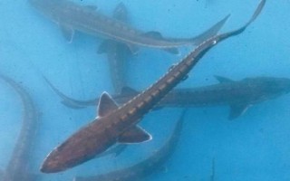 鲟鱼属于淡水鱼还是海鱼，应视情况而定