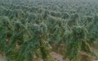 麻山药苗哪里有卖，可以到种植基地购买