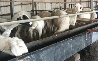 山羊如何安全过冬,要做好夜间的保温工作