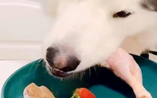 阿拉斯加雪橇犬的训练方法，使用特定语气加上手势动作可让它听话