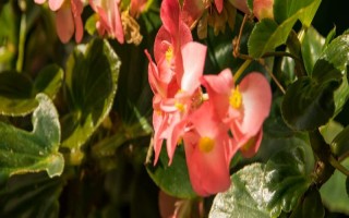 竹节秋海棠是什么,属多年生常绿草本植物