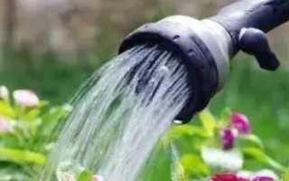 怎么养洋桔梗，通常采用水养的方法