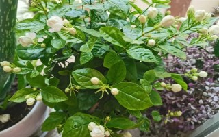 虎头茉莉怎么养殖，生长期间每隔半个月追施一次复合肥