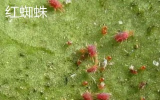 联苯肼酯和乙螨唑的区别，特点和防治对象均不同