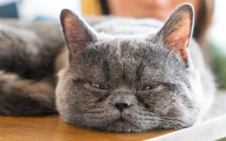 犬猫上呼吸道感染怎么治疗和护理，根据引发原因采取不同的解决措施