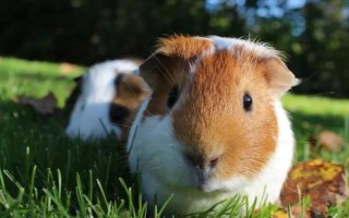 荷兰猪的繁殖方式，主要是通过交配繁殖