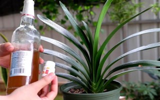 为什么要对君子兰浇啤酒，能起到加快新陈代谢、补充养分等作用