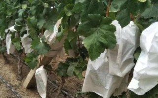 美人指葡萄套袋技术，需用好的品牌纸袋