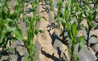 玉米种植要注意什么，种植地应满足深厚疏松、远离污染等要求