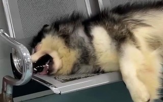 为什么阿拉斯加会哭，可能是它的泪腺有问题