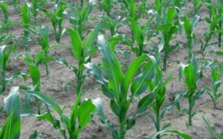 丰乐709玉米种子简介,普通夏玉米品种
