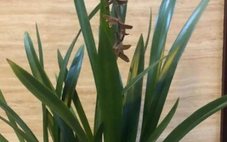 墨兰换盆后需要立马浇水吗，换盆后要立马浇水