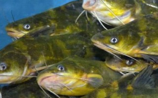 黄骨鱼养多久才能上市，需养殖12-13个月才能售卖