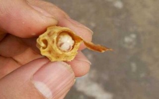 免移虫育王盒的如何使用，先放到蜜糖水中浸泡2-4小时