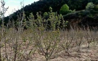 果树抽条如何处理,修剪后可缠上塑料带、包裹整个枝条
