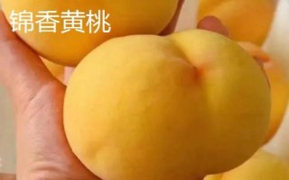 冬黄桃的价格，一斤需要13-15元左右
