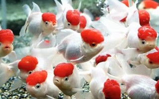 金鱼头瘤破的原因，一般是鱼群互斗导致的