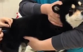 犬猫氨基糖苷类抗生素中毒临床症状，可致机体麻木、头昏、耳鸣等