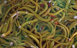 一尾黄鳝苗的价格，养殖前景目前可观