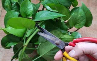 绿萝藤蔓过长如何打理，要进行修剪工作