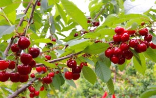 车厘子的种植环境介绍，可以在每年4-5月份进行种植