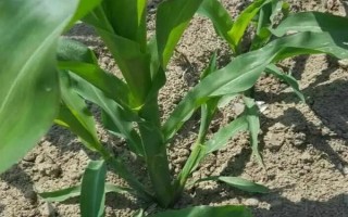 三力589玉米种简介，3月下旬至4月下旬播种