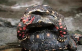 红腿陆龟简介，是现存最古老的爬行动物之一