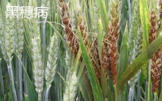小麦有哪些病害,常见病害包括白粉病、锈病、赤霉病等类型