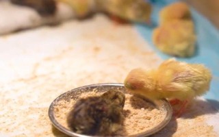 孵化小鸡要注意什么，孵化室的温度需超过25℃