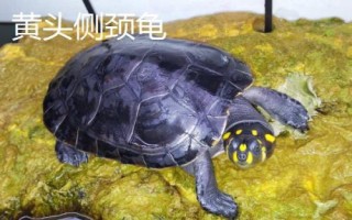 水龟的种类,常见的有这十种