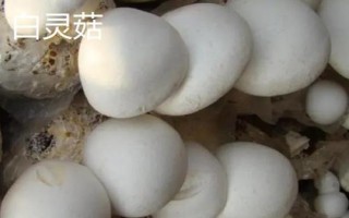 南方适合种哪些水果,海南省和云南省适合种植榴莲