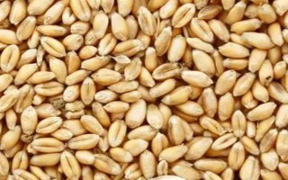 小麦如何种植，选择疏松肥沃、排水透气性良好的土壤